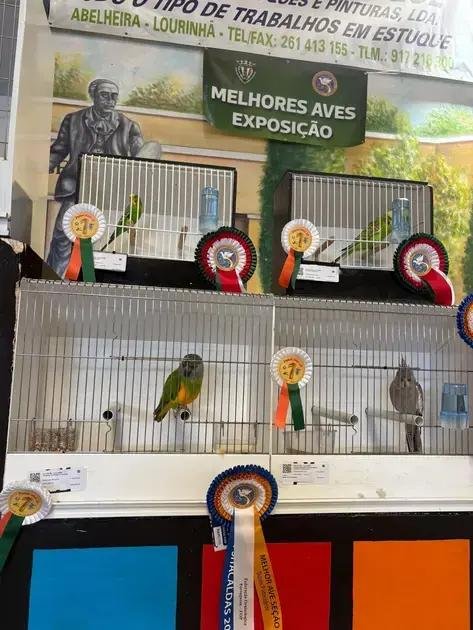 PsitaCaldas mostra 430 psitacídeos e abre portas do avicultor à comunidade